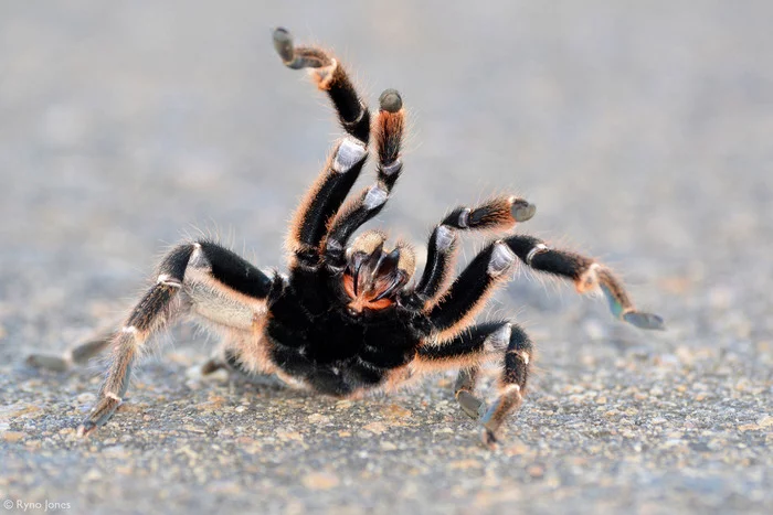 Royal baboon spider - Spider, Bird spiders, Arthropods, Wild animals, wildlife, Kruger National Park, South Africa, The photo, Poisonous animals