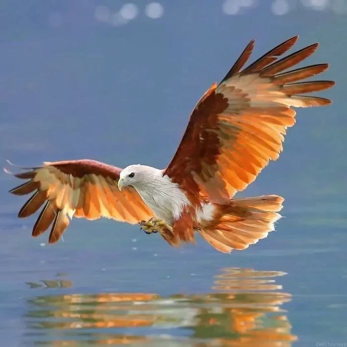 Brahmin kite - Birds, Animals, Nature, beauty of nature, The photo, Kite, Predator birds