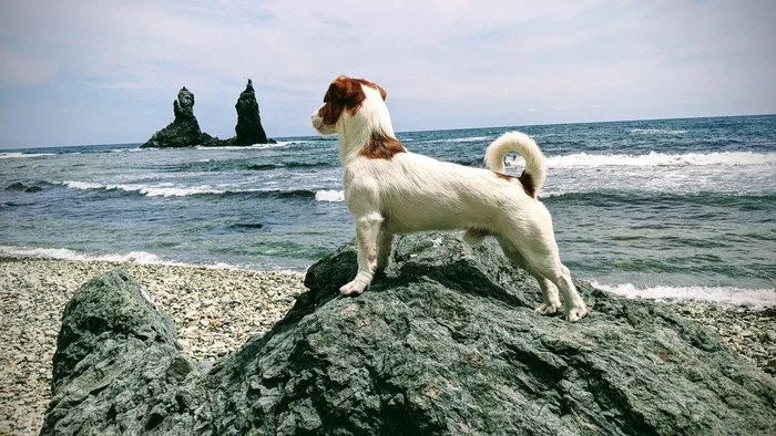 I have already been to the sea, and you? - My, Jack Russell Terrier, Japanese Sea, Ore Pier, The rocks, Relaxation, Google pixel smartphone, Dog