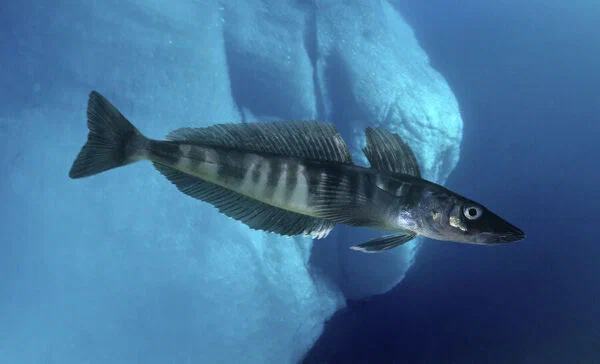 Ледяная рыба: Сделала свою кровь прозрачной, чтобы жить в Антарктиде. Странная рыба, которая устранила гемоглобин в своем теле Рыба, Животные, Книга животных, Яндекс Дзен, Длиннопост