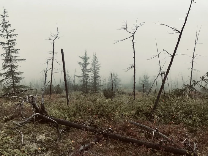 Fog over the swamp... - My, The photo, Mobile photography, Morning, Fog, Swamp, Yakutia, All ashes, Geology, Nature, The nature of Russia, Travels