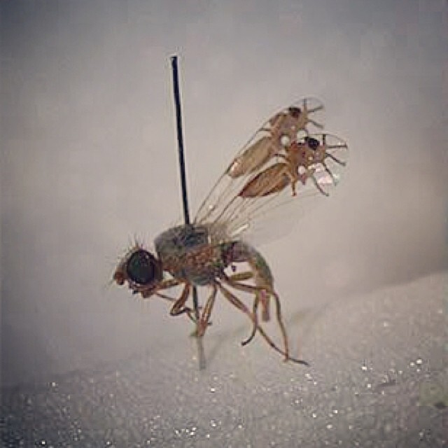 fly evolution - Муха, Wings, Ants, Evolution, Longpost, Insects, Video, Soundless