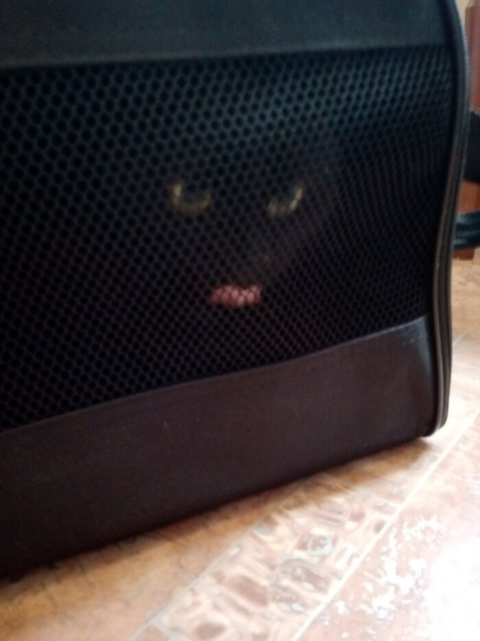 Тестим переноску)))