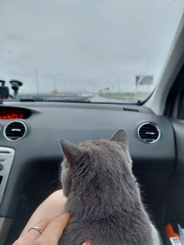 It's time to hit the road - My, cat, Drive