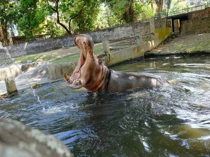 I want to be that hippo - My, Mobile photography, Humor, hippopotamus, Chilim, Swimming pool, Heat, Cool, Envy