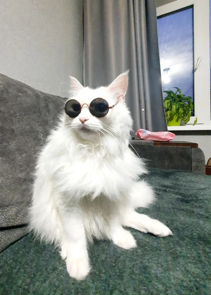 cat with glasses - My, cat, Glasses, The photo, Longpost