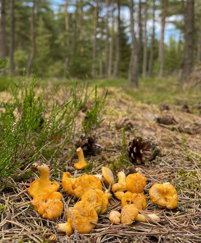 redheads - Mushrooms, Harvest, Silent hunt, The photo