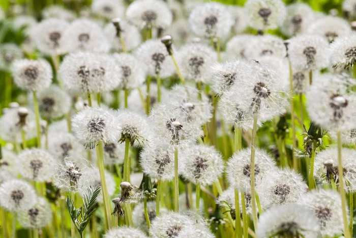 Reply to Dandelions - My, Dandelion, Tree, Landscape, Sunset, Field, Pond, Подмосковье, Nature, Summer, Portrait, East European Shepherd, Reply to post, Longpost, The photo