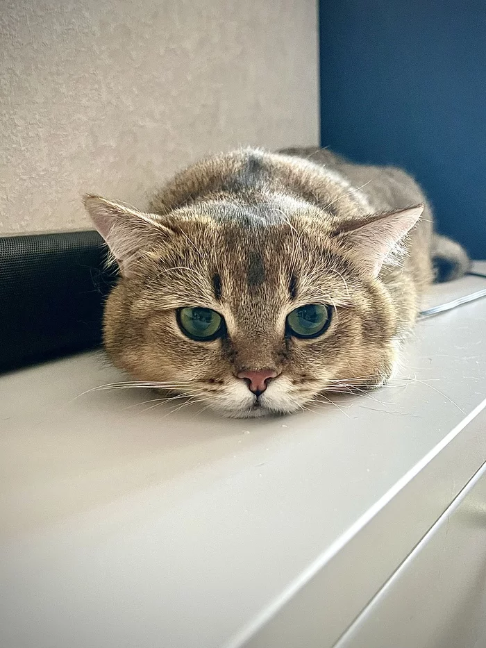 Sweet british bun - cat, Milota, Fluffy, British Golden Chinchilla, Paws, Pets