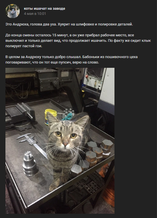 Donkey cats at the factory - My, Humor, cat, Factory, Longpost, Screenshot, Mat, Social networks, Funny