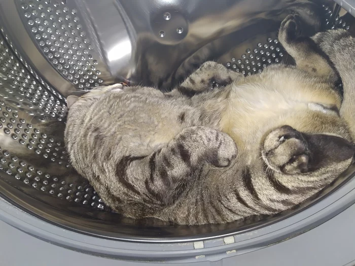 Eating and sleeping - My, cat, Washing machine, Fat cats, The photo