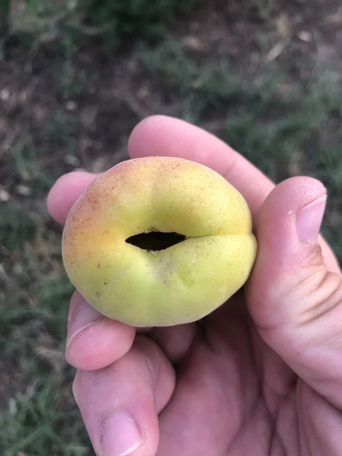 Something is killing the apricot fruit - My, Garden, Gardening, Сельское хозяйство, Apricot, Pests, Longpost