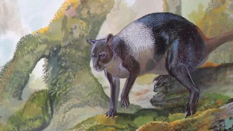 Giant kangaroo jaw found in New Guinea - Kangaroo, Paleontology, Papua New Guinea, Jaw, Fossils, Animals, Extinct species, Prehistoric animals, Megafauna, Longpost
