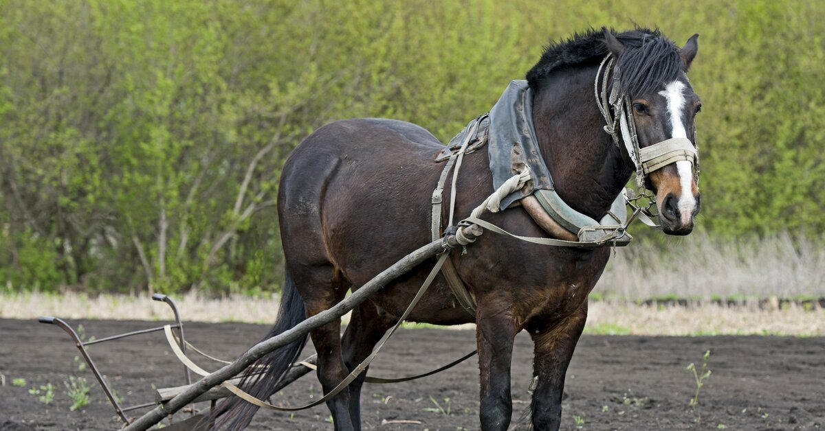 Лошадиная работа