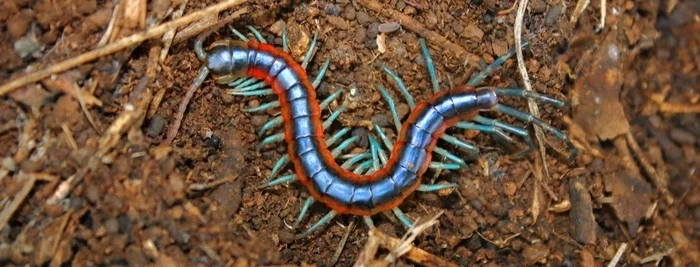 Bro#17 - Centipede, Scolopendra, beauty of nature, Arthropods