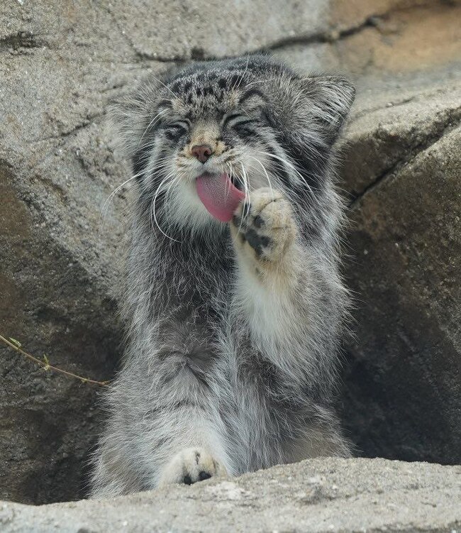 Wash your hands before eating! - Pallas' cat, Pet the cat, Paws, Fluffy, Wild animals, Small cats, Cat family, Predatory animals, The photo