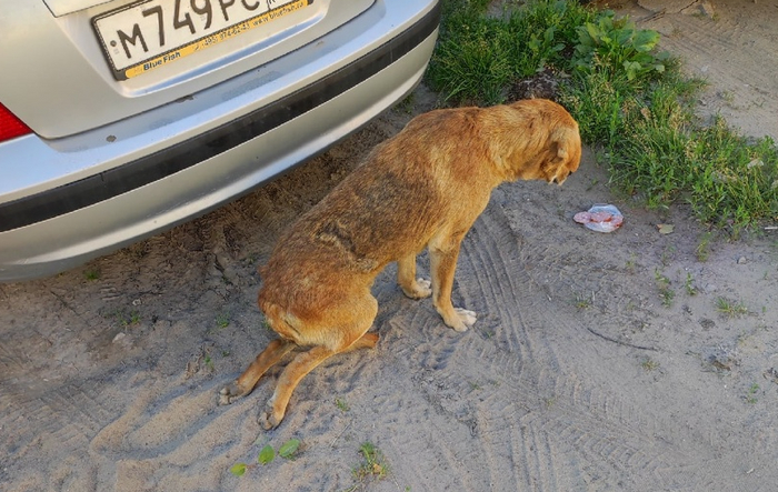 Кто сможет помочь этому бедному пёсику?