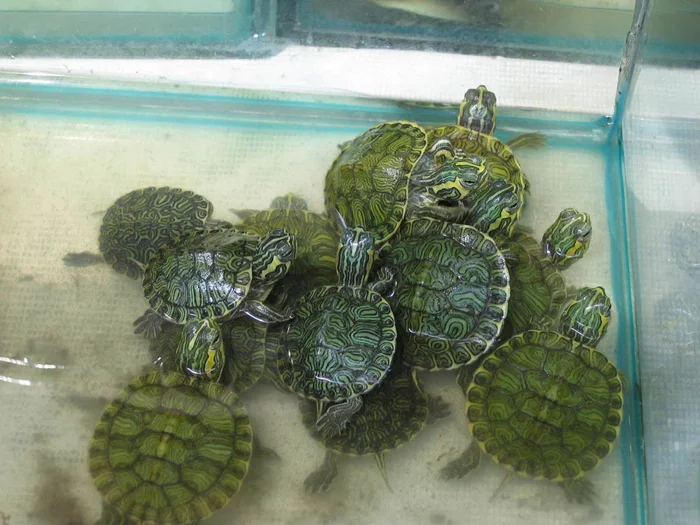 Bite to blood, stench and deception of sellers in pet stores. - Turtle, Pets, Negative, Animal book, Yandex Zen, Longpost, Pond slider, Reptiles