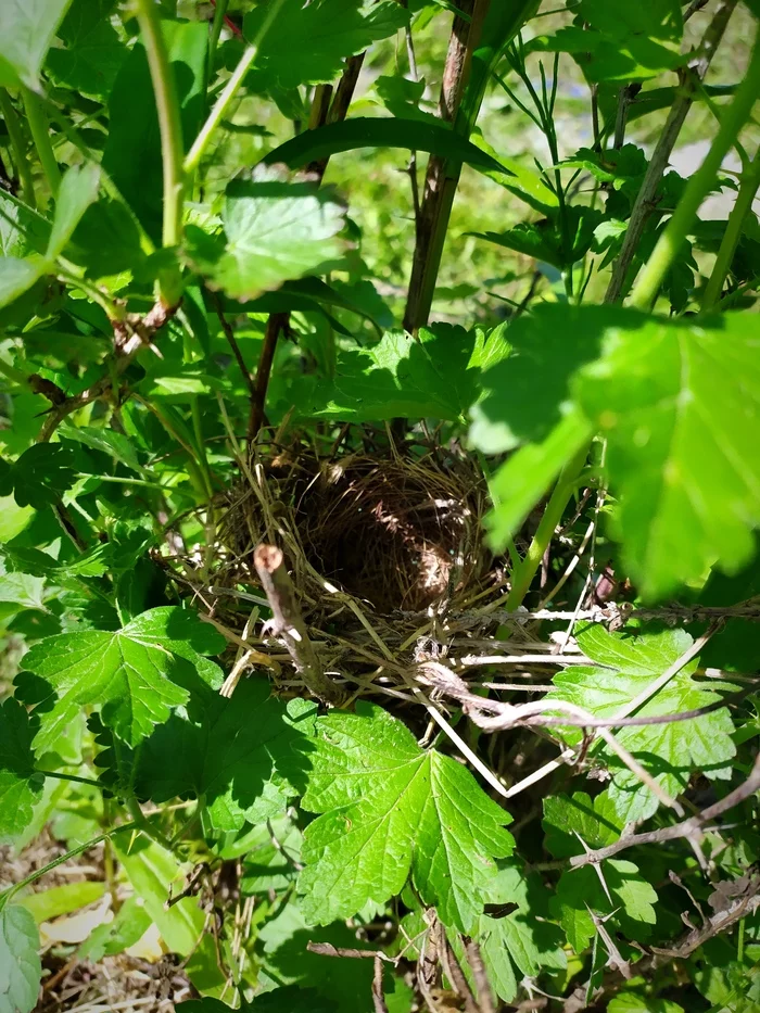 Chicks in the country - My, Birds, Chick, Dacha, Nest, Longpost