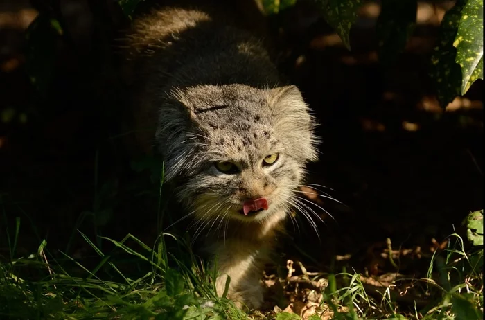 The breakfast was delicious - Pallas' cat, Pet the cat, Small cats, Cat family, Yokohama, Predatory animals, Wild animals, Fluffy, The photo