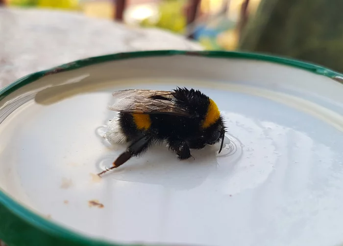 Peekaboo saves bumblebees - My, Bumblebee, Mite, Animal Rescue, Longpost