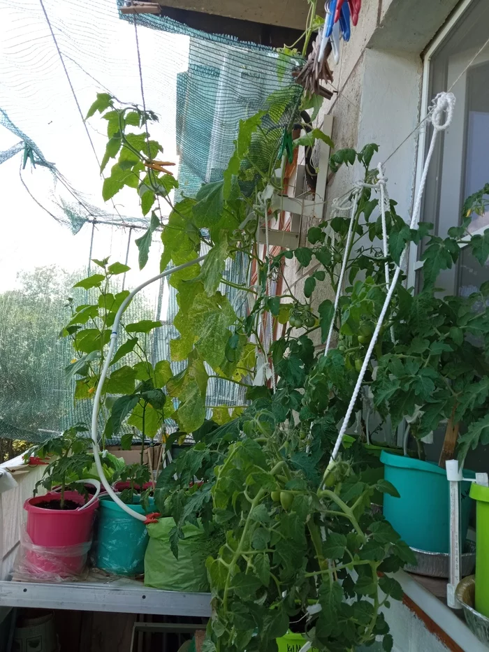 I want to show off my garden, but no - My, Vegetable garden on the windowsill, Seedling, Longpost