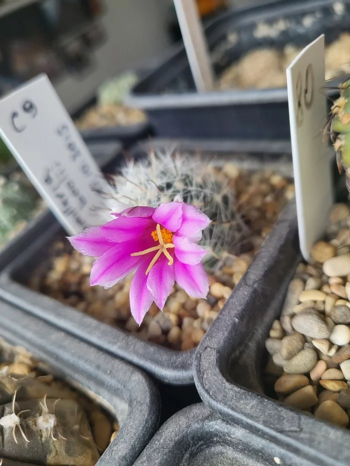 cactus bloomed - My, Cactus, Bloom