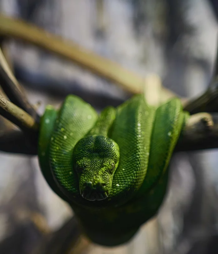 Green python (Moscow zoo) - My, The photo, Canon, Moscow, Zoo, Snake, Python, Terrariumistics, Serpentarium, Longpost, Moscow Zoo, Reptiles
