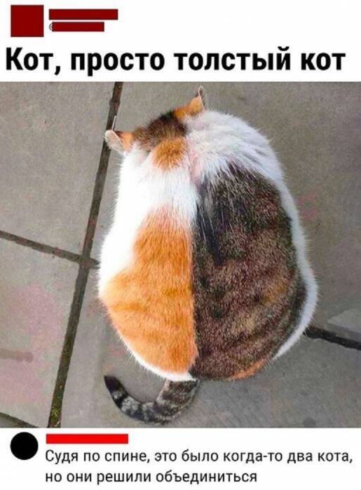 Two in one - cat, Animals, Fat cats, Picture with text, Comments