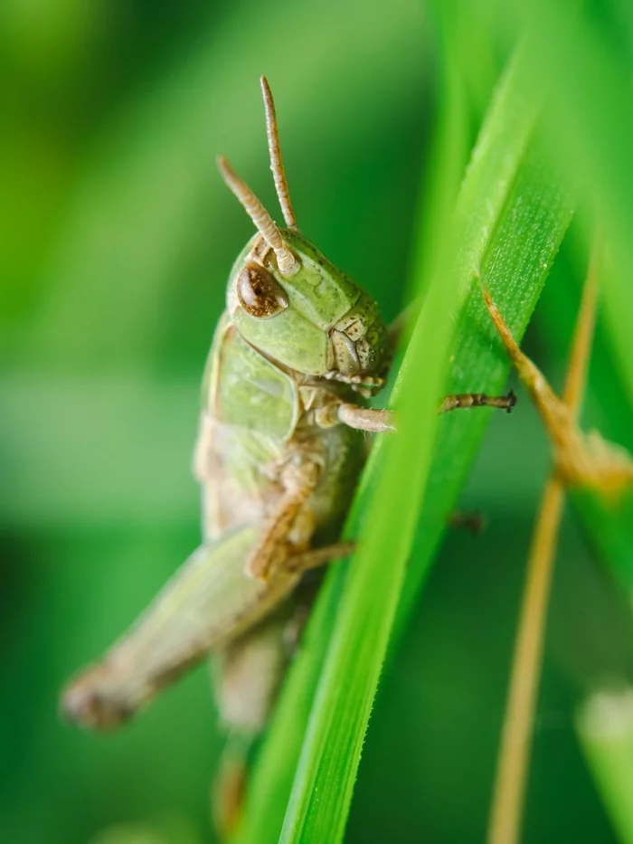 Grasshopper - My, Macro photography, The photo, Grasshopper, Insects