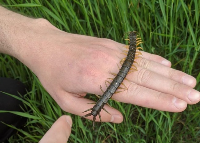 My weirdest pet - My, Pets, Scolopendra, Unusual, Milota, Video, Longpost