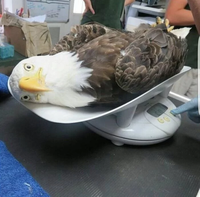 What are you looking at? - Bald eagle, scales, Weighing