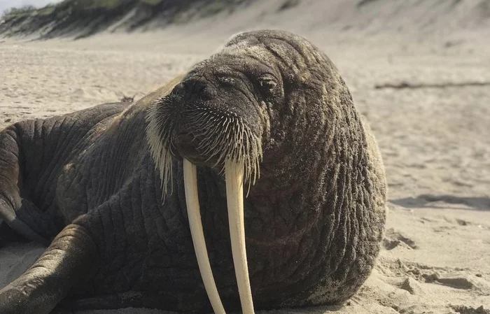 A walrus was spotted on the Curonian Spit - Walruses, Curonian Spit, Baltic Sea, Kaliningrad region, Wild animals, Marine life, Pinnipeds, Predatory animals, Incident, National park, Unusual, Video, Youtube, Longpost