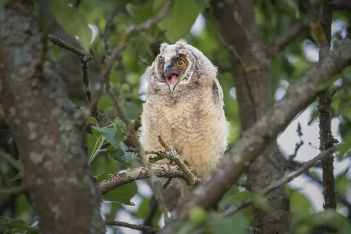 I want to eat - Owl, Eared, Owls, Smolensk region, The photo, Birds, Chick