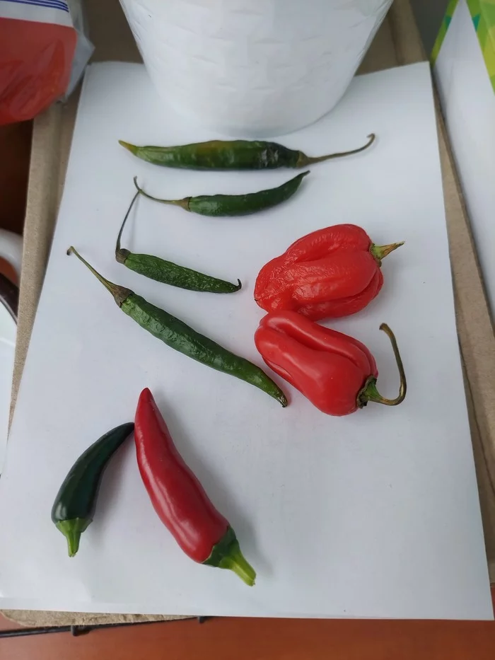 Pepper. - My, Pepper, Chilli, Vegetable garden on the windowsill, Seedling, Help, Hot peppers