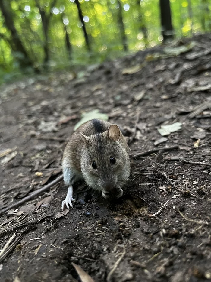A vole that is not afraid of the camera - My, Botanical Garden, Moscow, Mobile photography, Forest, Mouse, Vole, Rodents