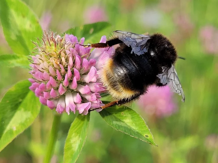 Few furry butts in the tape - My, Mobile photography, Bumblebee, Macro photography, Longpost