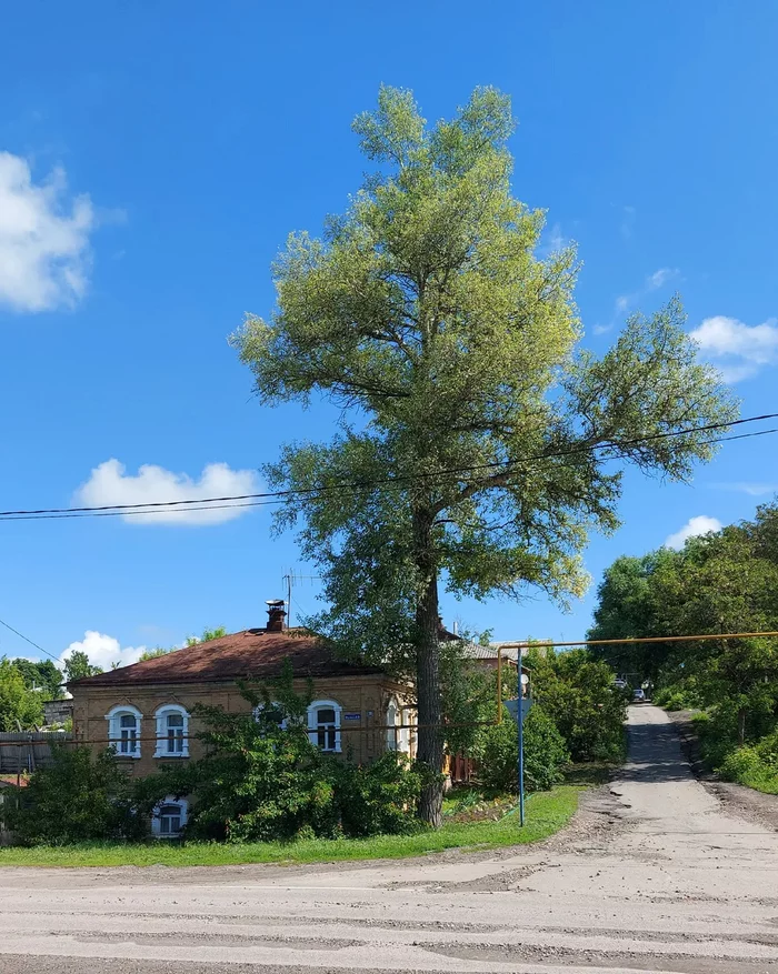 In our city, under Khrushchev, poplars were actively planted, now they are massively cut down. Telling you why - My, Story, Khrushchev, Stalin, the USSR, Poplar, Tree, Longpost