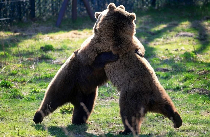 Sambo in a bearish way - The Bears, Brown bears, Animals, Wild animals, The photo, Hugs