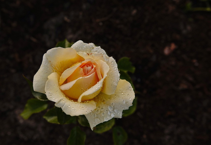 Роза. Розарий Гааги. Июнь 2022