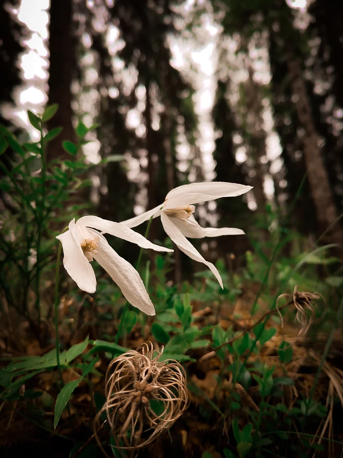 Another sortie - My, The photo, Mobile photography, Usinsk, Komi, Forest, Health Trail, Longpost