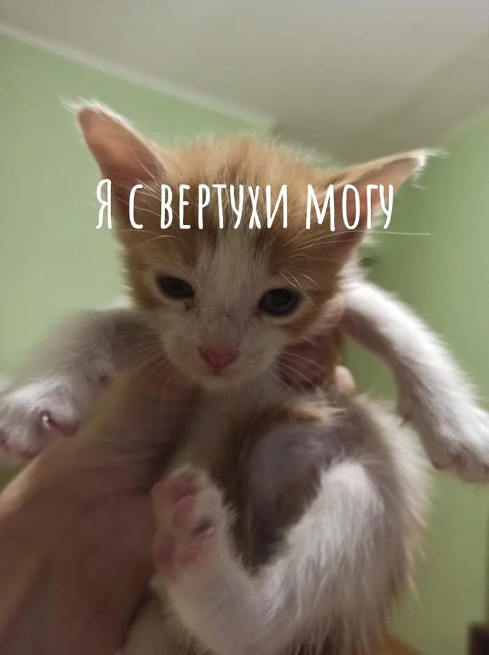 Kotodrama in Rostov - My, Kittens, Helping animals, Rostov-on-Don, Redheads, In good hands, Animal Rescue, Lost, Homeless animals, Longpost, cat, No rating