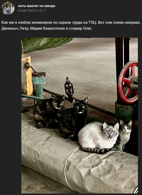 Donkey cats at the plant number 3 - Humor, cat, Funny, Factory, Longpost, Screenshot, Mat