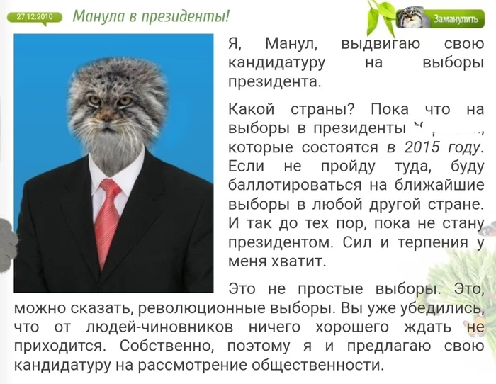 The origins of the manul wave - Pallas' cat, Pet the cat, Memes