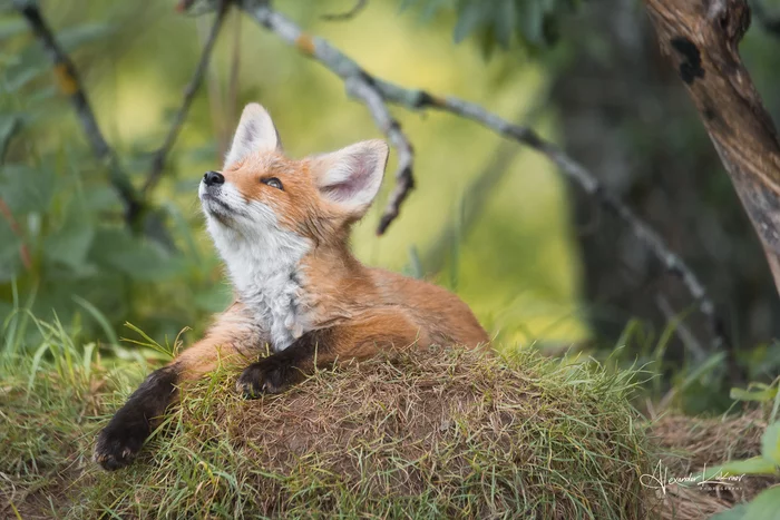 Why don't foxes fly? - My, The photo, Summer, Morning, Fox, Fox cubs, Forest, Canines, Predatory animals, Wild animals