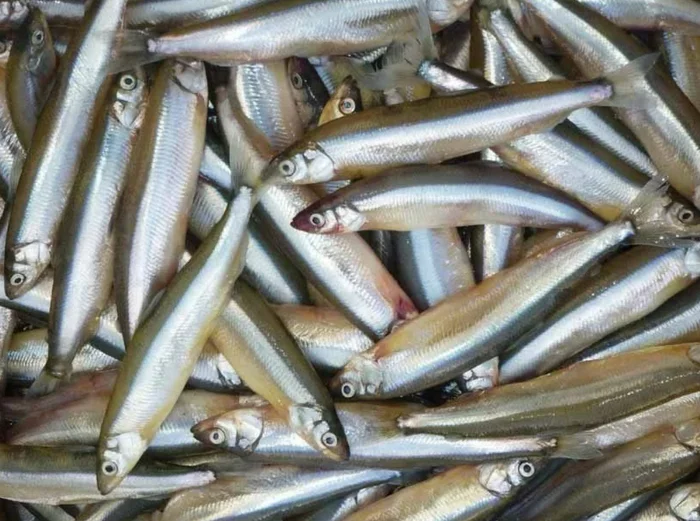 Smelt 2022 - My, Smelt, A fish, Preparation, Snack, Longpost