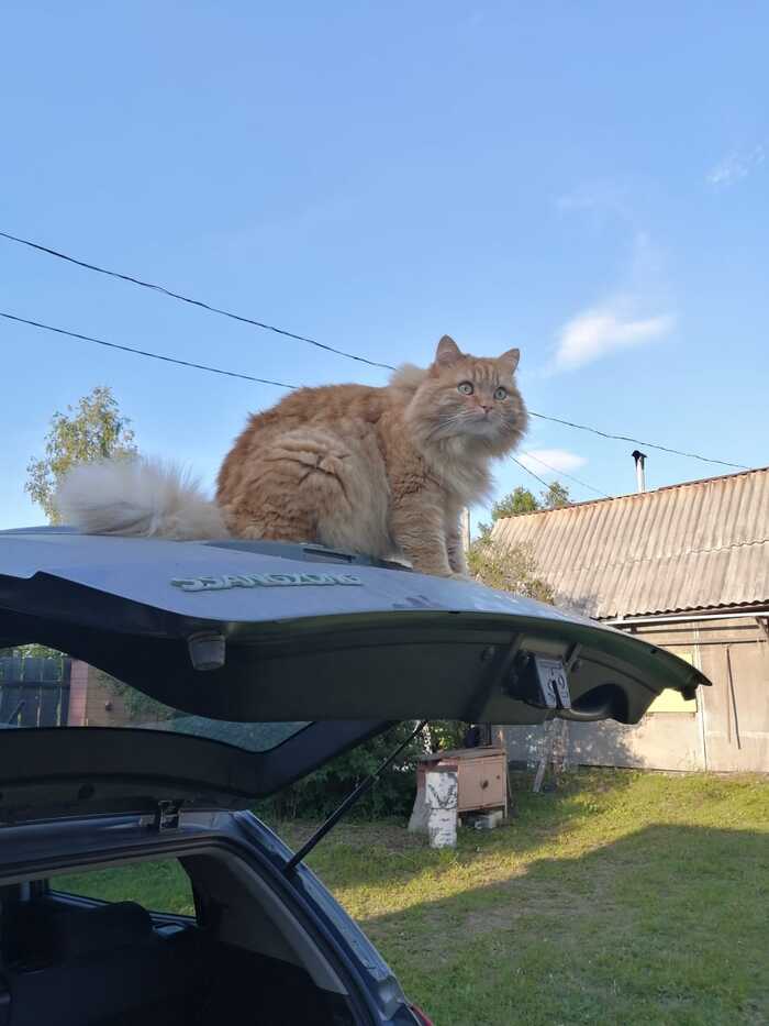 I sit high, I look far - My, Redheads, cat, Fat cats, Paws, Custodian, Car, Fast, Milota