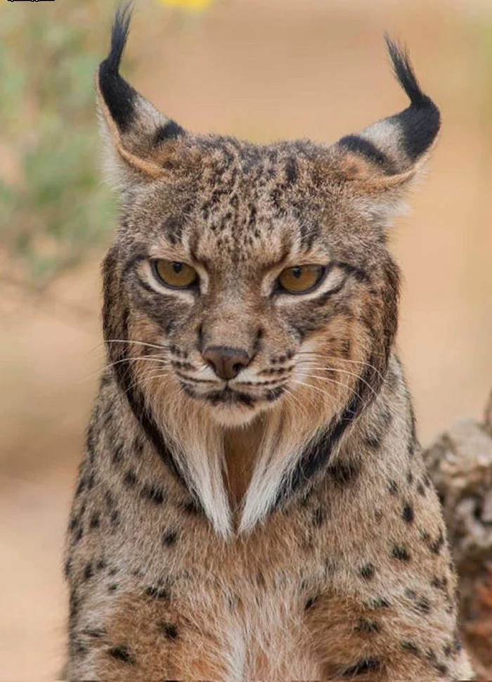 Pyrenean lynx - Pyrenean lynx, Endangered species, Lynx, Small cats, Cat family, Predatory animals, Wild animals, The photo