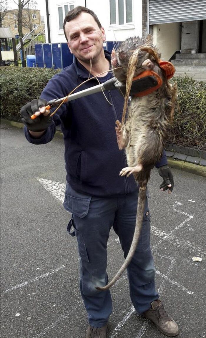 Master Splinter Caught in the British Sewers - The photo, Animals, Rat, Great Britain, Sewerage, The size, Reddit, Repeat