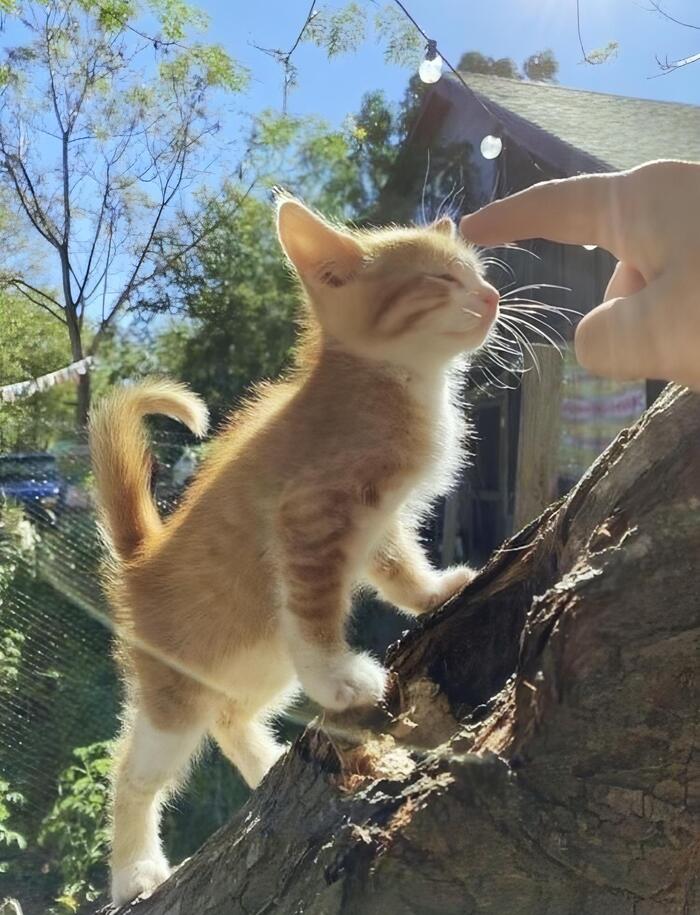 sun bunny - cat, Kittens, Redheads, Sunny bunny